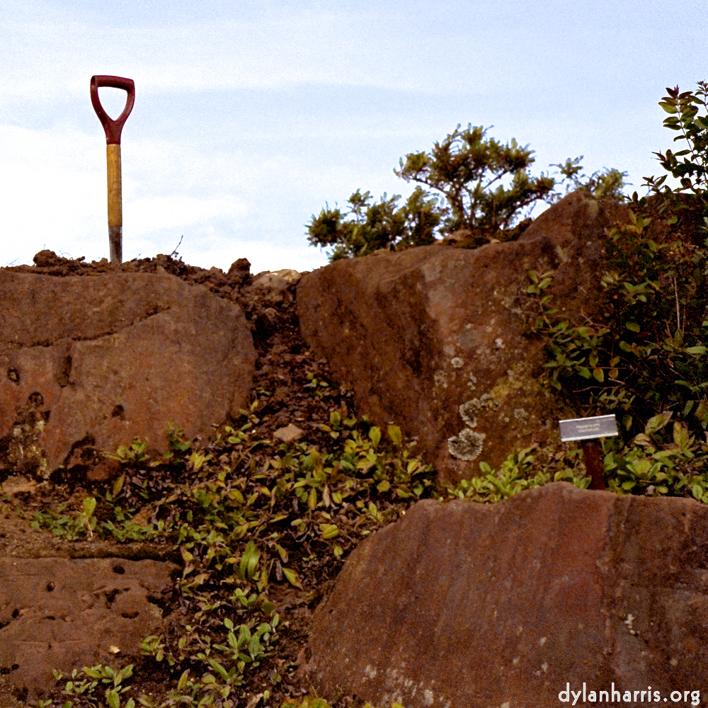 Image: Image 'flower (ii) 4'.