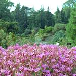 Image: Third image from the photoset 'flower (ii) '.