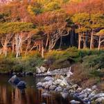 Image: Fourth image from the photoset 'highlands (ix)'.