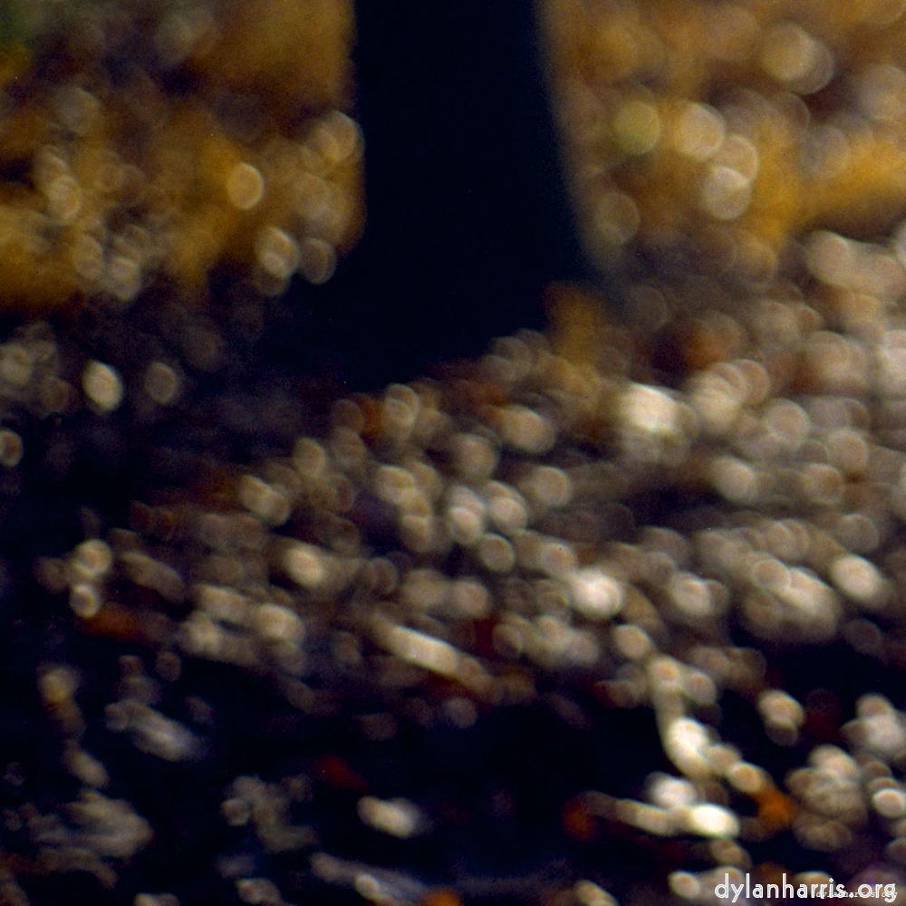 wood image: an image