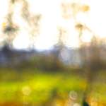 image: Image from the photoset ‘
wood (xiii)
’.