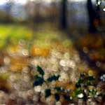 image: Image from the photoset ‘
wood (xiii)
’.