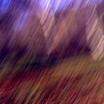 image: Image from the photoset ‘
wood (xiii)
’.