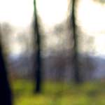 image: Image from the photoset ‘
wood (xiii)
’.