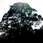 image: damage (cccv) photoset