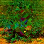 image: damage (cccix) photoset