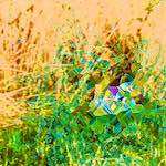 image: damage (cccx) photoset