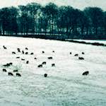 image: Image from the photoset ‘
damage (cccxv)
’.