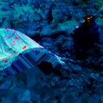 image: Image from the photoset ‘
damage (ccxxx)
’.