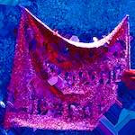 image: Image from the photoset ‘
damage (ccxxxi)
’.