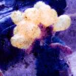 image: Image from the photoset ‘
damage (ccxxxi)
’.