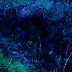 image: Image from the photoset ‘
damage (ccxxxv)
’.