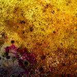 image: Image from the photoset ‘
damage (xxi)
’.