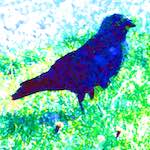 image: Image from the photoset ‘
damage (ccxcii)
’.