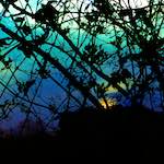 image: Image from the photoset ‘
damage (ccxcvi)
’.