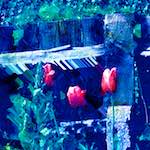 image: Image from the photoset ‘
damage (ccxcvi)
’.