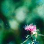 image: Image from the photoset ‘
damage (ccxcvi)
’.