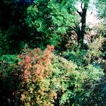 image: Image from the photoset ‘
damage (ccxcvi)
’.