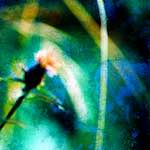 image: Image from the photoset ‘
damage (ccxcvi)
’.