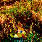 image: Image from the photoset ‘
damage (ccc)
’.