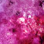 image: Image from the photoset ‘
damage (vii)
’.