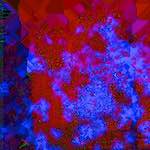 Image: Fourth image from the photoset 'damage (clxiv)'.