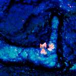 image: Image from the photoset ‘
damage (xlvii)
’.