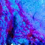 image: Image from the photoset ‘
damage (liv)
’.