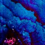 image: Image from the photoset ‘
damage (lxi)
’.