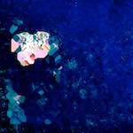 image: Image from the photoset ‘
damage (lxvii)
’.