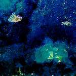 image: Image from the photoset ‘
damage (lxx)
’.