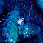 image: Image from the photoset ‘
damage (lxxiii)
’.