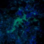 image: Image from the photoset ‘
damage (lxxiv)
’.