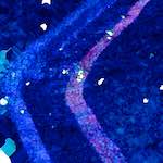 image: Image from the photoset ‘
damage (lxxv)
’.