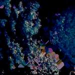 image: Image from the photoset ‘
damage (lxxvii)
’.