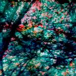 image: Image from the photoset ‘
damage (lxxix)
’.