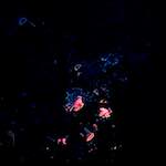 image: Image from the photoset ‘
damage (lxxxviii)
’.