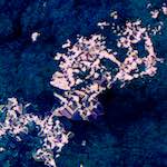 image: Image from the photoset ‘
damage (xciii)
’.