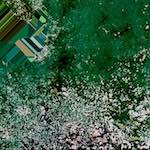 image: Image from the photoset ‘
damage (cvii)
’.