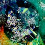 image: Image from the photoset ‘
damage (cxx)
’.