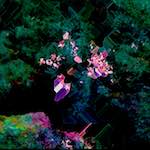 image: Image from the photoset ‘
damage (cxxxiv)
’.