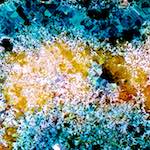 image: Image from the photoset ‘
damage (cclxxi)
’.