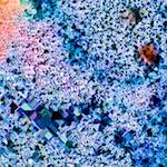 image: Image from the photoset ‘
damage (cclxxx)
’.