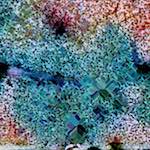 image: Image from the photoset ‘
damage (cclxxxi)
’.