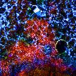 Image: Seventh image from the photoset 'damage (cclxxxiii)'.