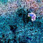 image: Image from the photoset ‘
damage (cclxxxiv)
’.