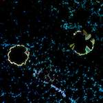 image: Image from the photoset ‘
damage (cclxxxiv)
’.