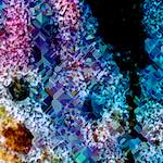 image: Image from the photoset ‘
damage (cclxxxvii)
’.