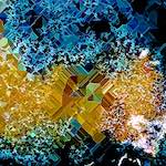 image: Image from the photoset ‘
damage (ccxc)
’.