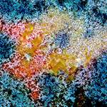 image: Image from the photoset ‘
damage (ccxci)
’.